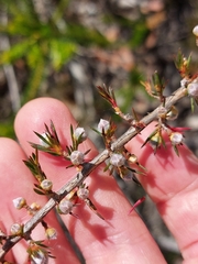 Leptospermum arachnoides