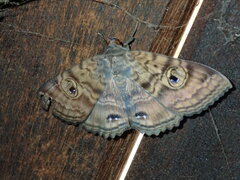 Speiredonia spectans