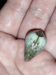 Anomalodiscus squamosus