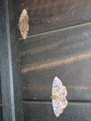 Speiredonia spectans