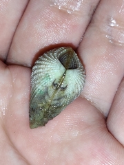 Anomalodiscus squamosus