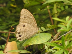 Melanitis leda