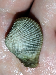 Anomalodiscus squamosus