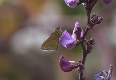 Pelopidas mathias