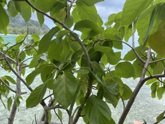 Cordia subcordata