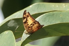 Vagrans sinha