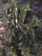 Fuchsia magellanica