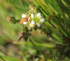 Diosma oppositifolia