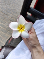 Plumeria
