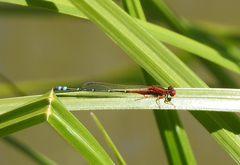 Xanthagrion erythroneurum
