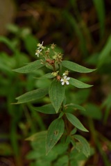 Chaetogastra longifolia image