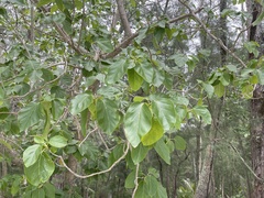 Cordia subcordata