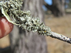 Heterodermia namaquana