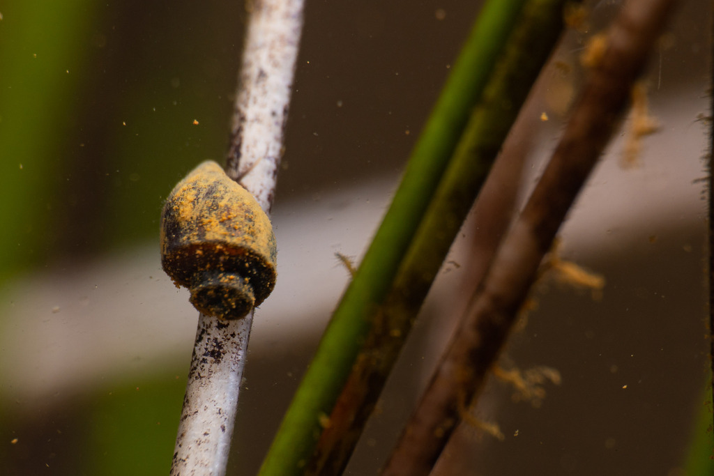 Glyptophysa petiti