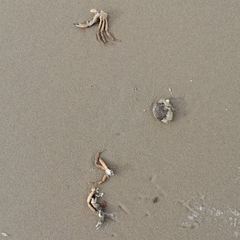 Carcinus maenas