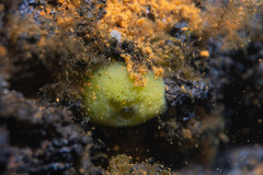 Porifera