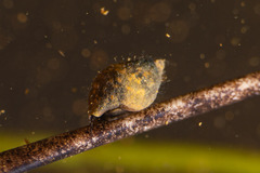 Mollusca
