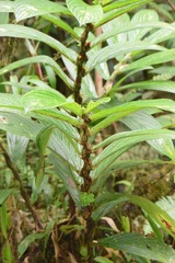 Columnea consanguinea