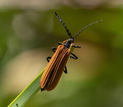 Trichalus ampliatus