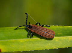 Trichalus ampliatus