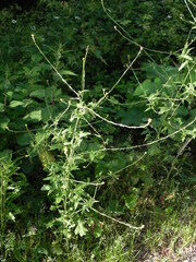 Sisymbrium officinale