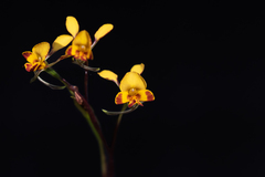 Diuris maculata