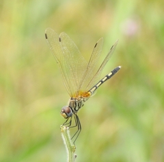 Trithemis pallidinervis