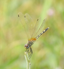 Trithemis pallidinervis