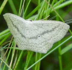 Scopula perlata
