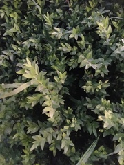Ligustrum ovalifolium