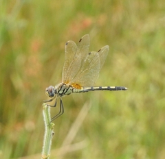 Trithemis pallidinervis