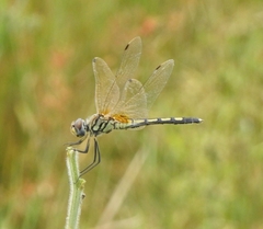 Trithemis pallidinervis