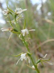 Prasophyllum odoratum