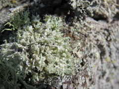 Heterodermia namaquana