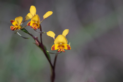 Diuris maculata