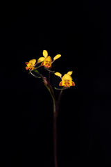 Diuris maculata