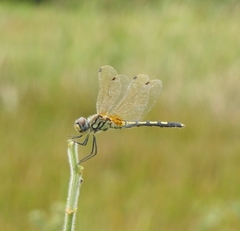 Trithemis pallidinervis