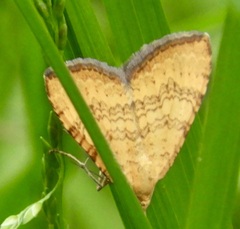 Chrysolarentia correlata