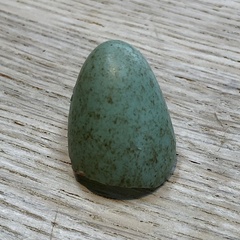 Turdus merula
