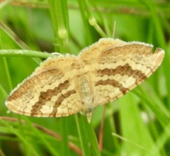 Chrysolarentia correlata