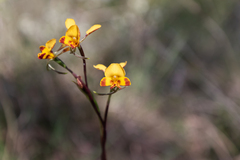 Diuris maculata