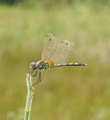 Trithemis pallidinervis