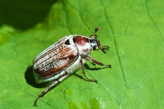 Melolontha melolontha