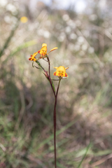 Diuris maculata