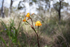 Diuris maculata