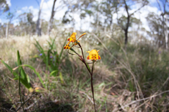 Diuris maculata