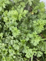 Ranunculus repens