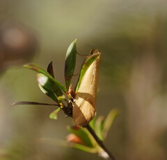 Telocharacta hemicroca