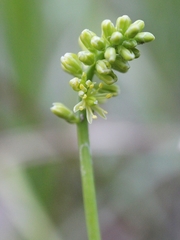 Tofieldia calyculata