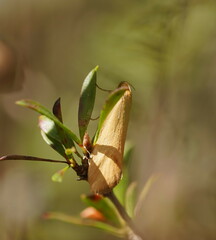 Telocharacta hemicroca